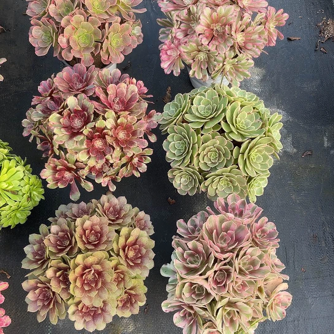 法师套餐漂亮漂亮