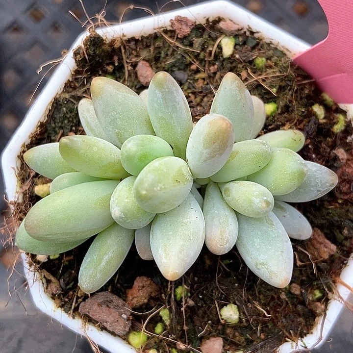 多肉植物白兰地2072