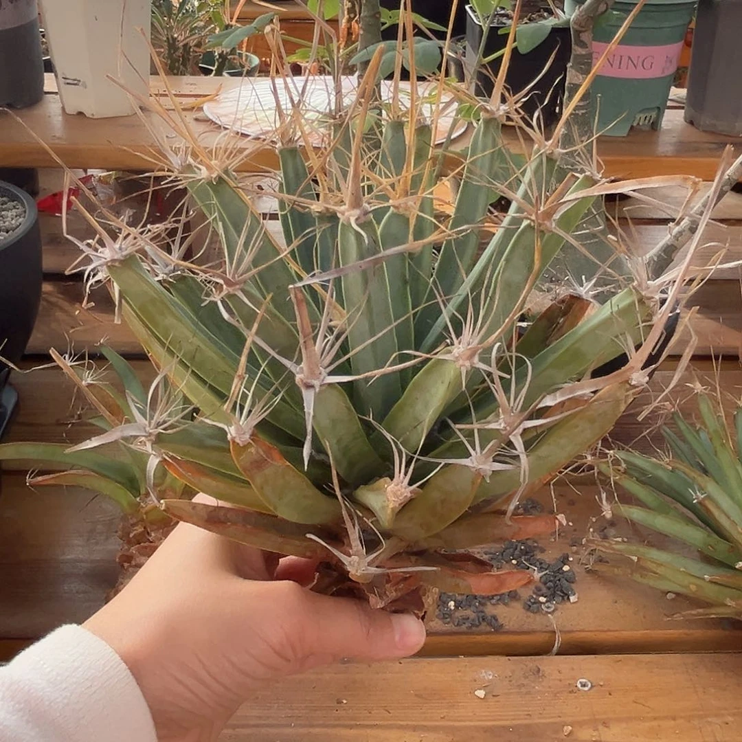 优选实生光山，实生，大漏