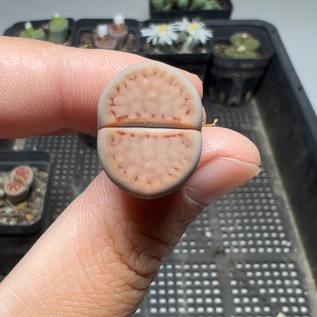 【闪购商品】1003……