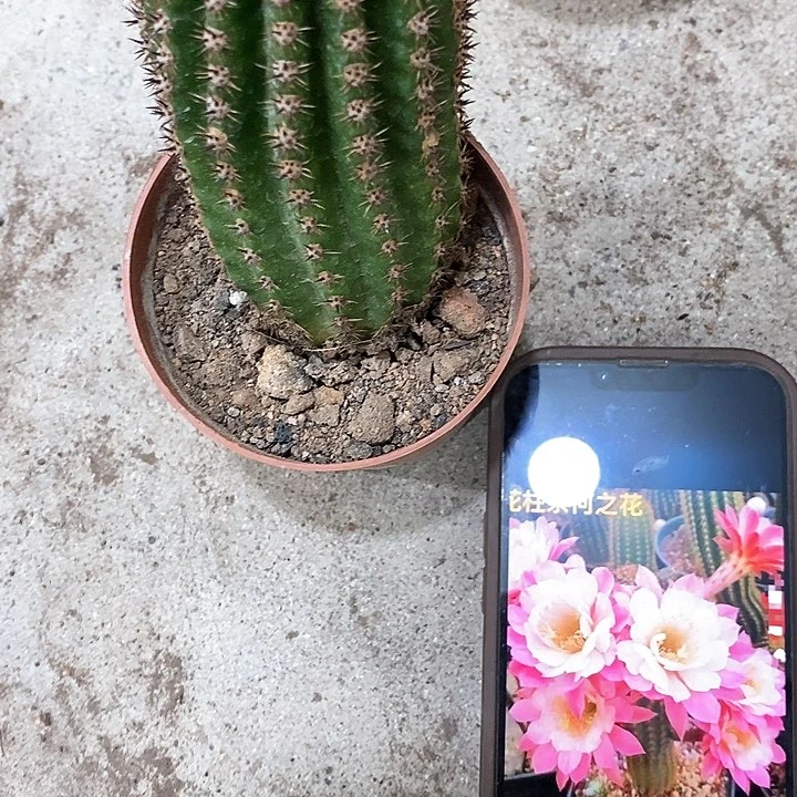 奈何毛花，高10公分左右