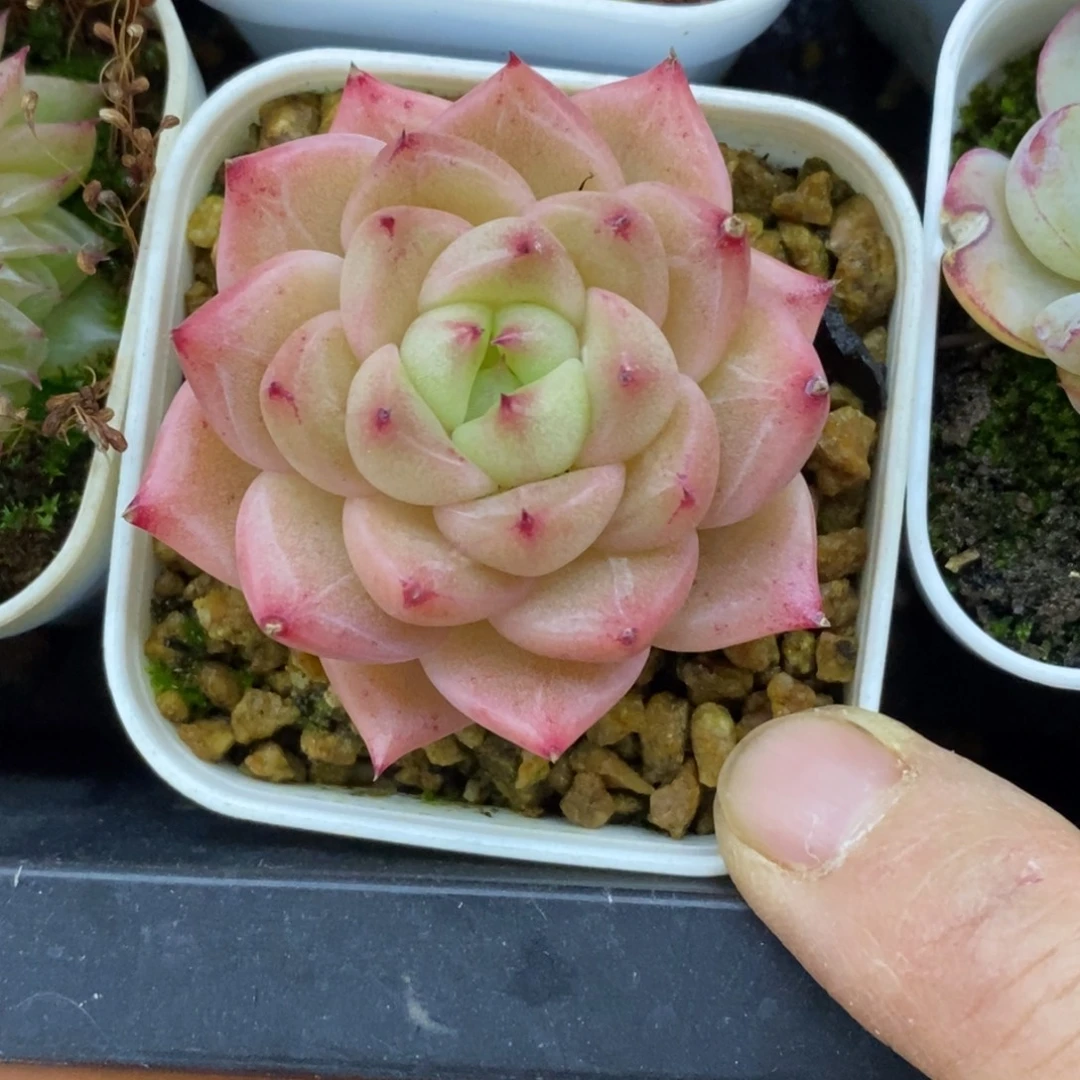 精品多肉一物一拍不包整64