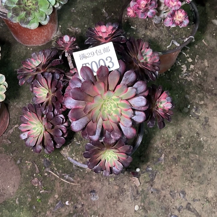 003黑铜白多肉植物