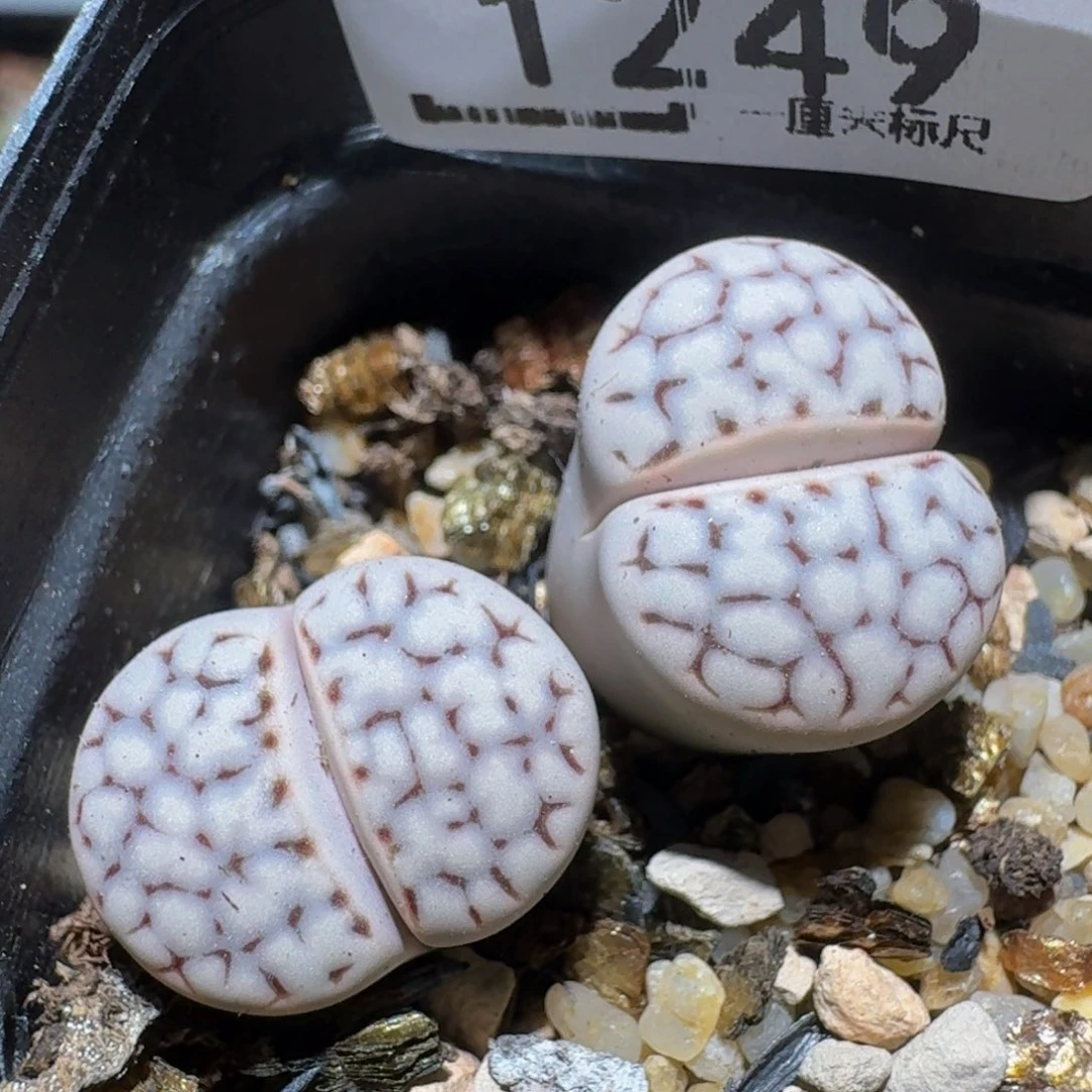 zzzzz生石花肉锥1249