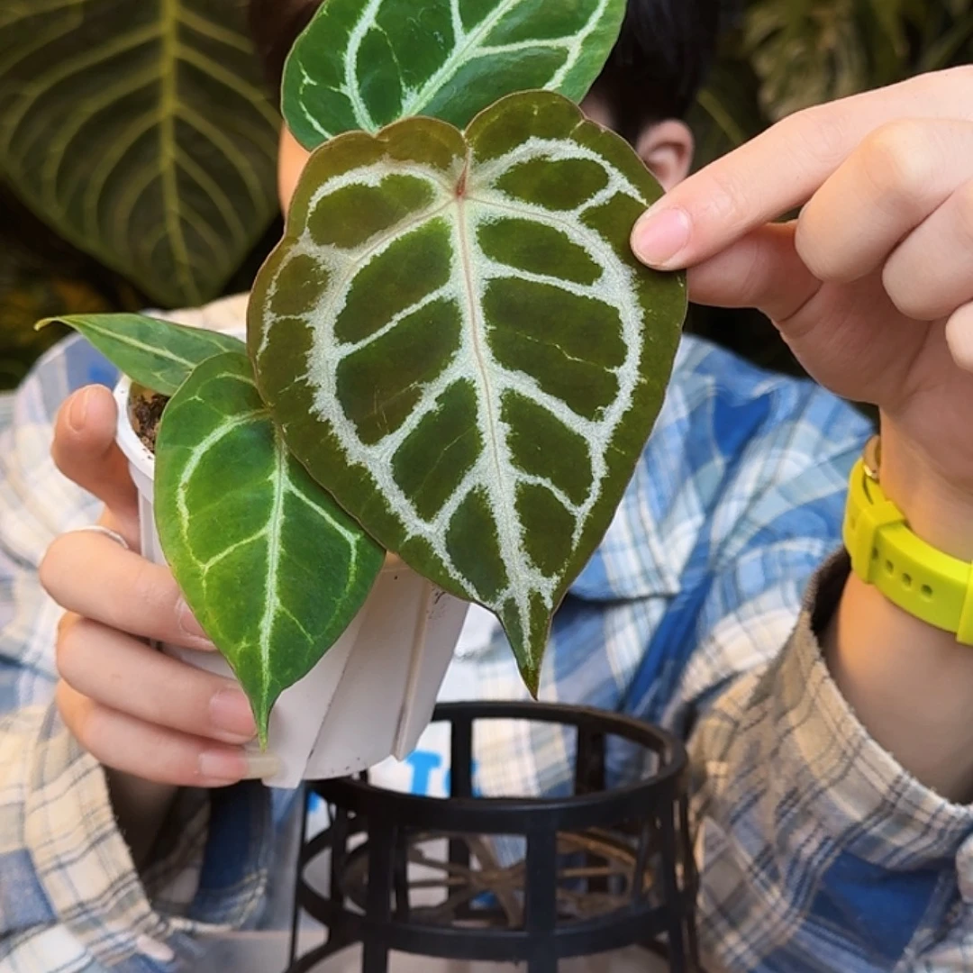 完全开放U89红铜杂撕裂纹