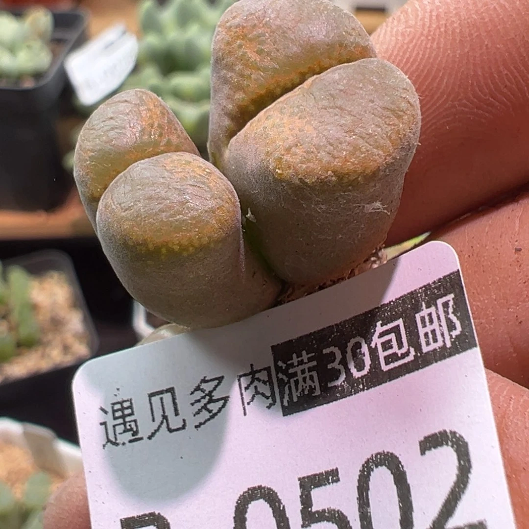 多肉植物111111111111