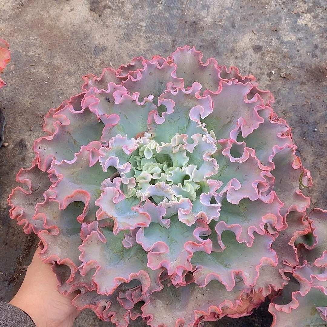 高砂之翁超级大大单头精品包菜