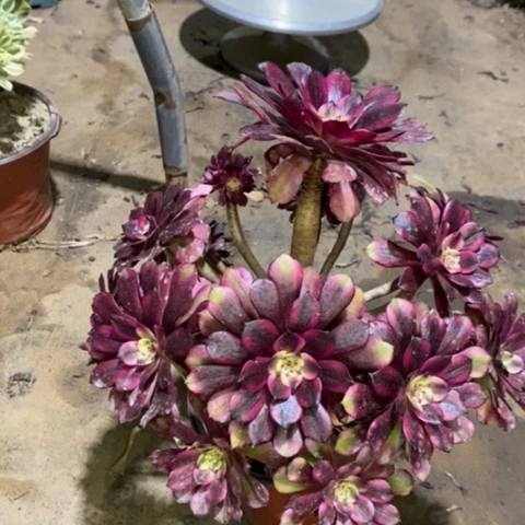 美肌多肉植物017