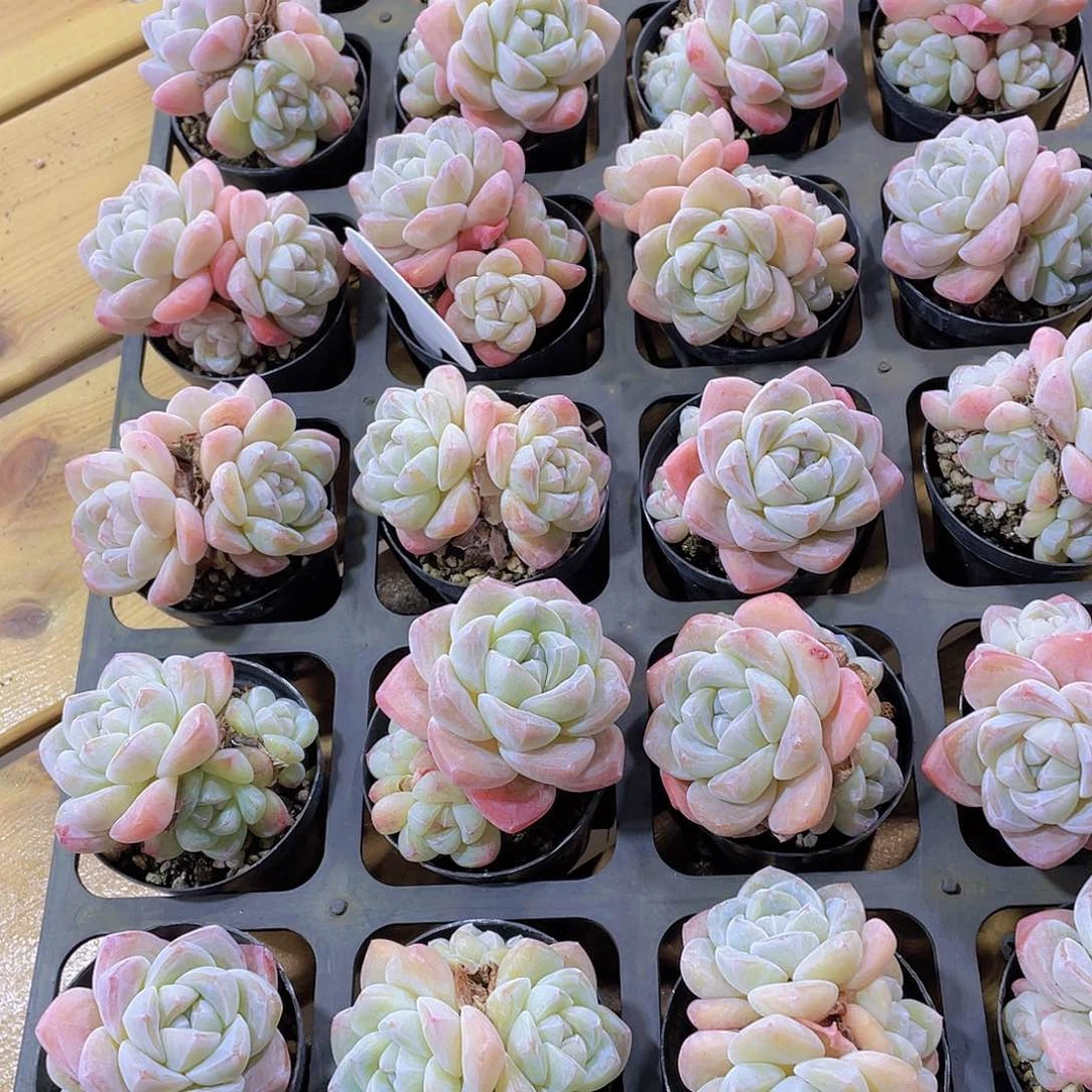 611号 开播福利全状态樱花钻石冰玉多头群一颗