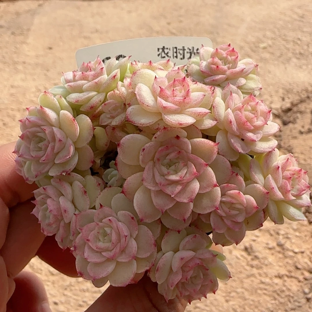 【闪购商品】0129-60（ttp-97）专拍