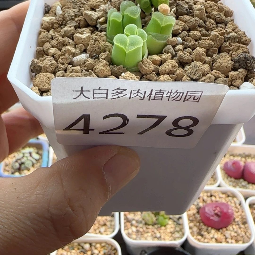 ❤****大白多肉植物4278