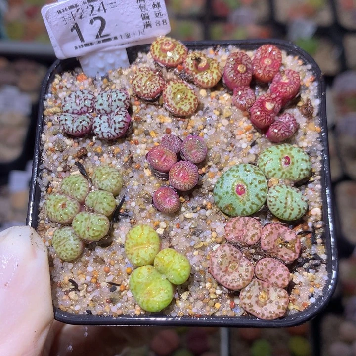 精品生石花224.12