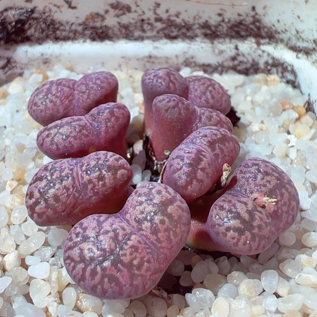915-281多肉多肉红勋章