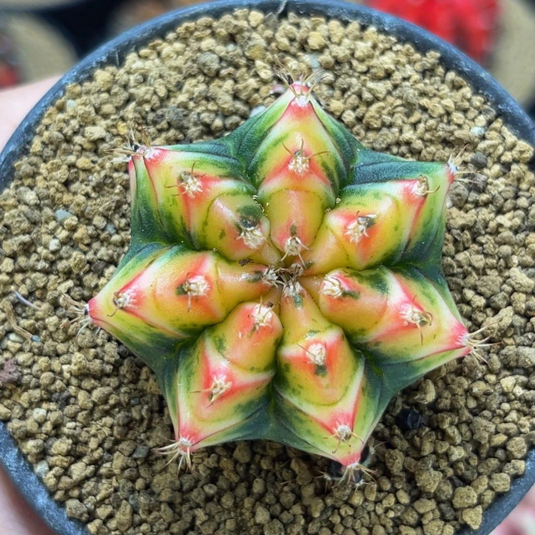 奶油蛋糕 米哈仙人球