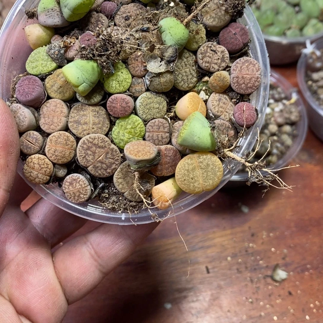 时***迁多肉蛋炒饭，感谢您相伴218