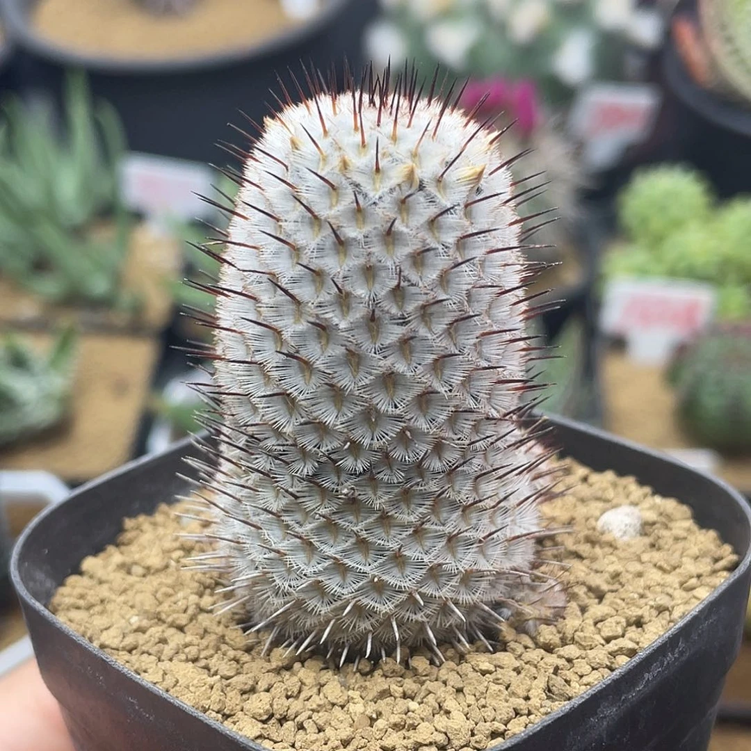 实生直刺佩雷仙人球多肉