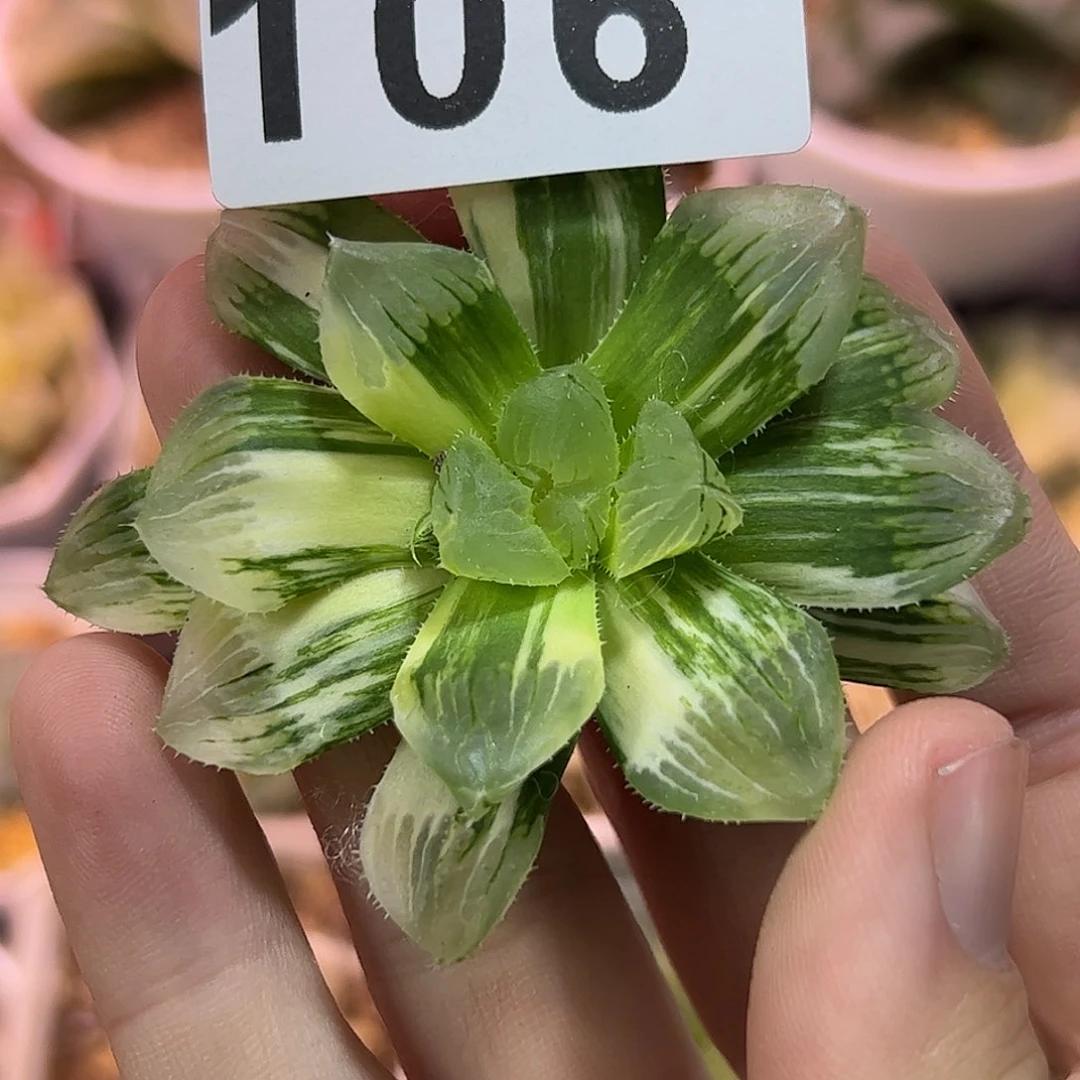 红红火火恍恍惚惚