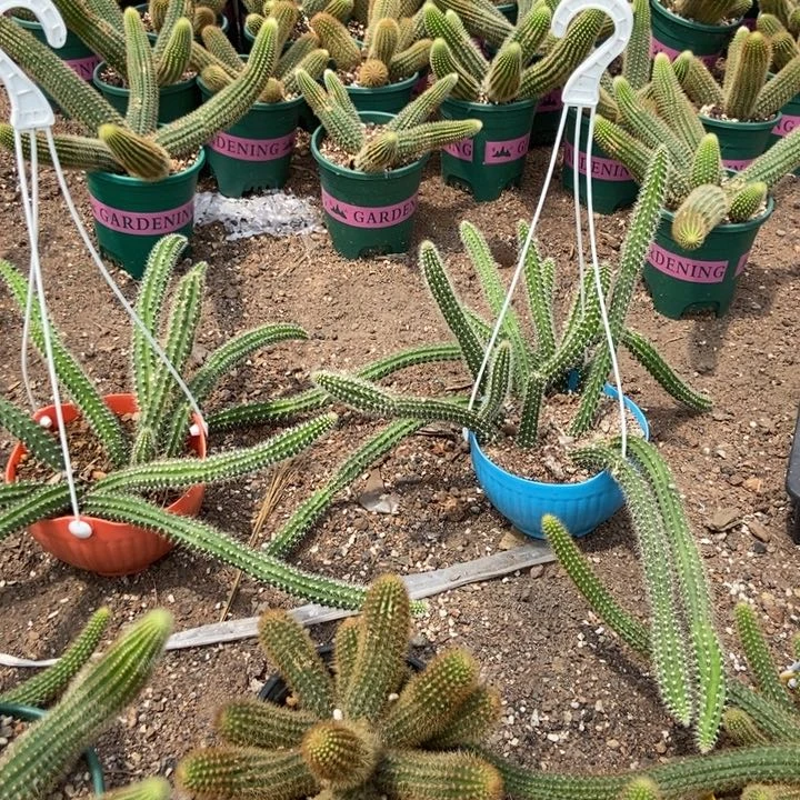 艺***甜仙人球蛇鞭柱两盆