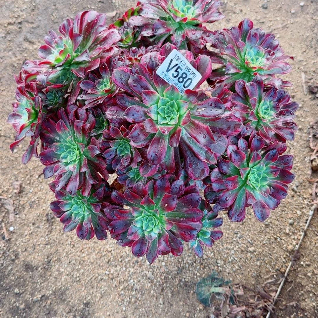 安娜发师580冠幅35