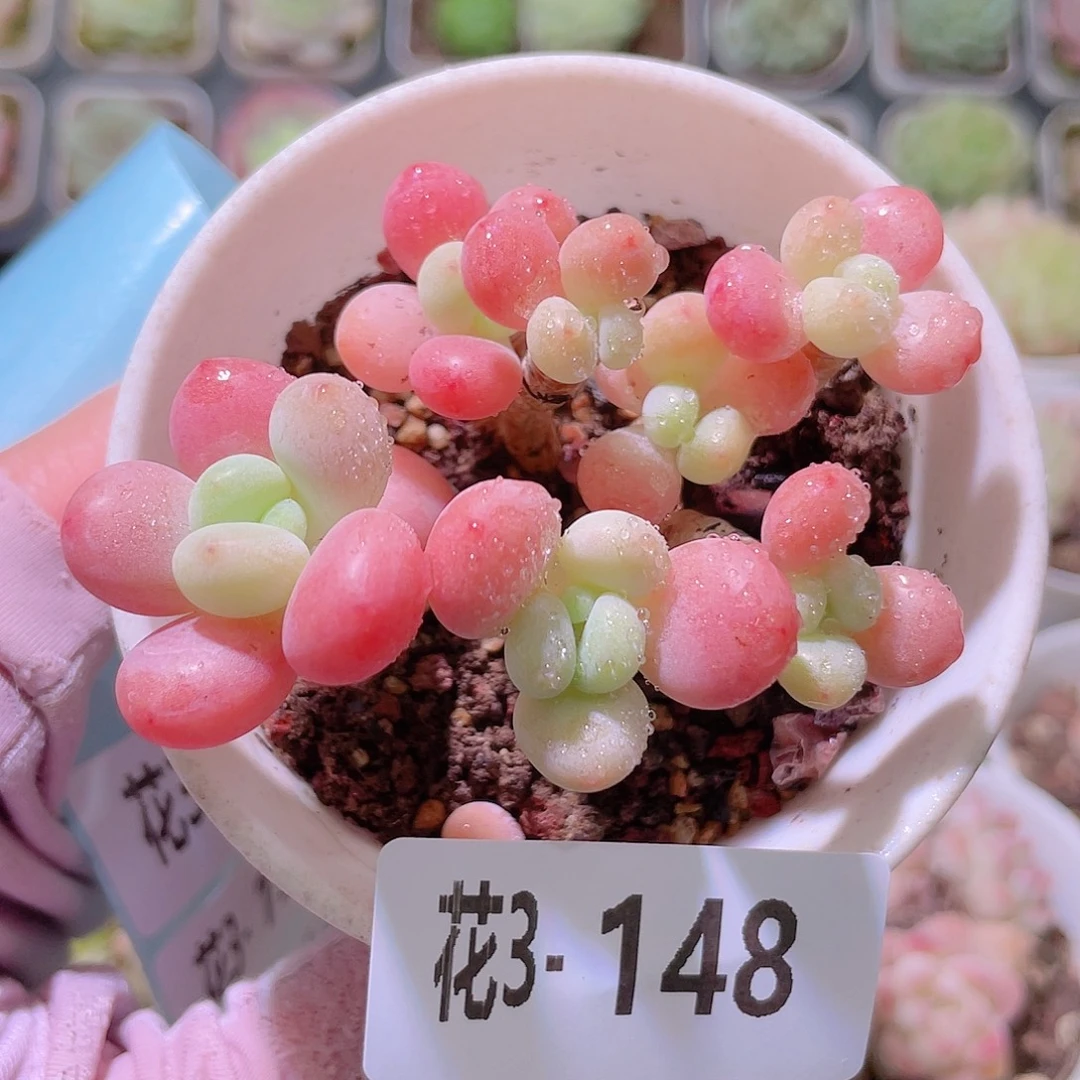 花利美3-148洛神群