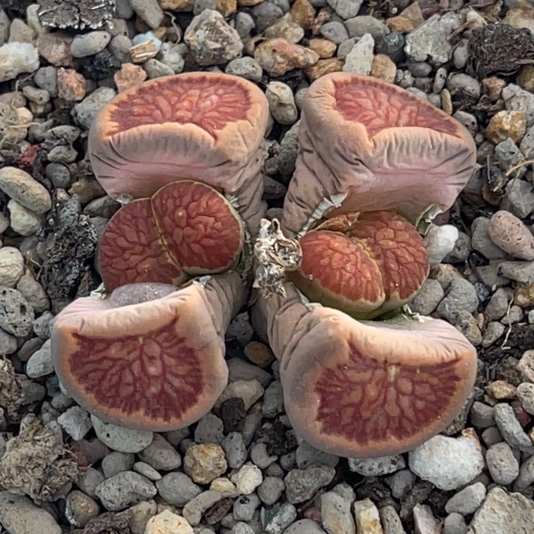 7533双头莲花红窗菊一颗