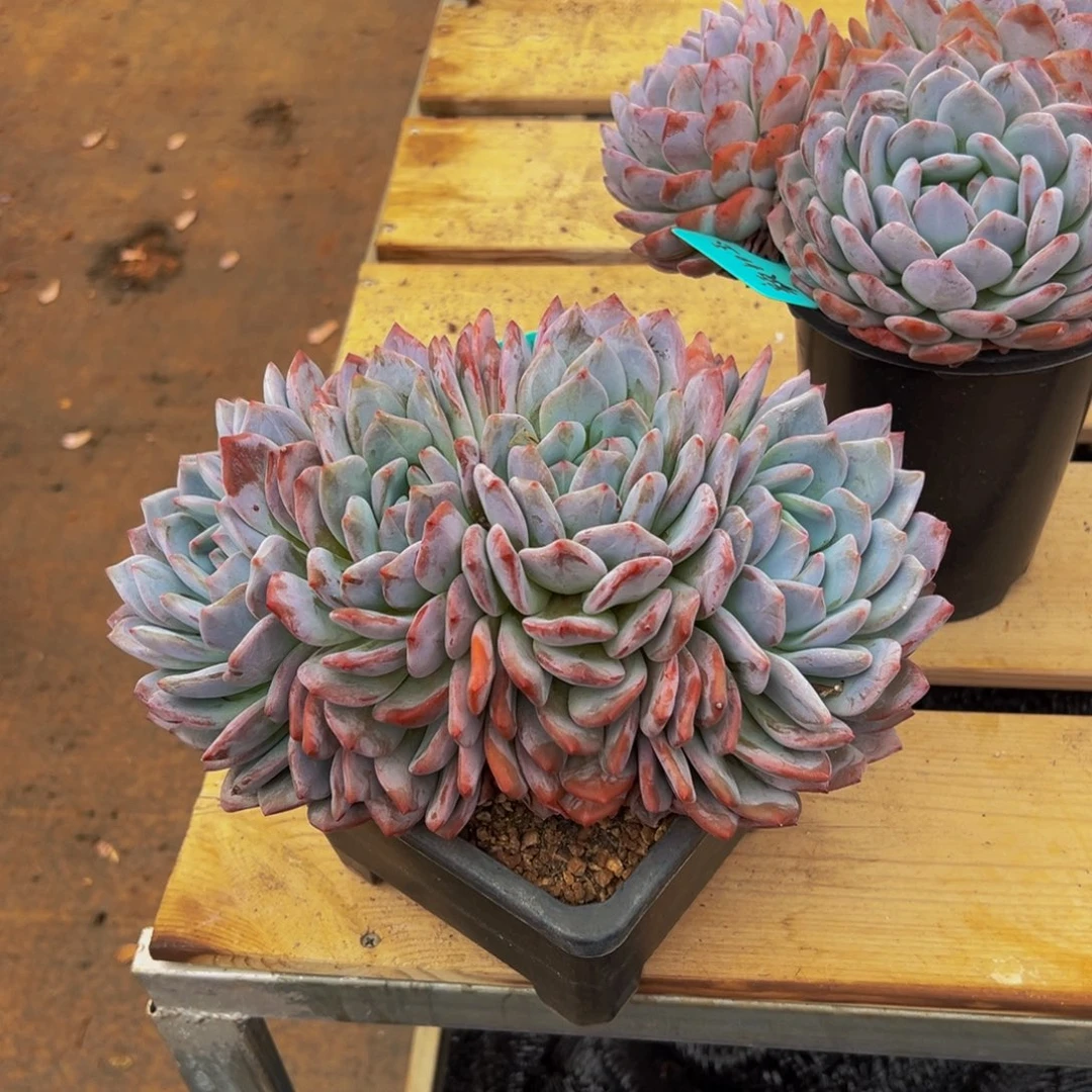 大***业遇见多肉园艺大连星影