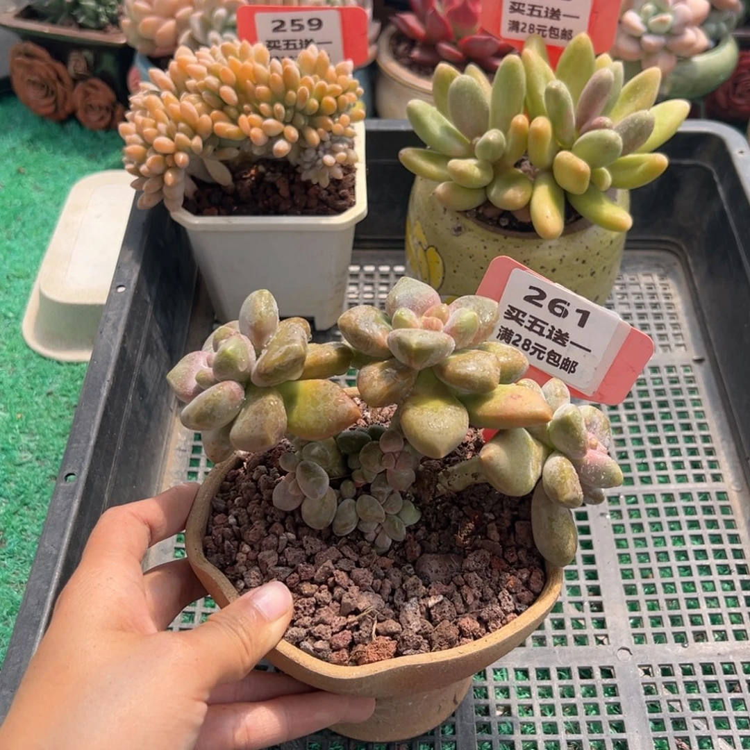 表妹精品多肉植物261.