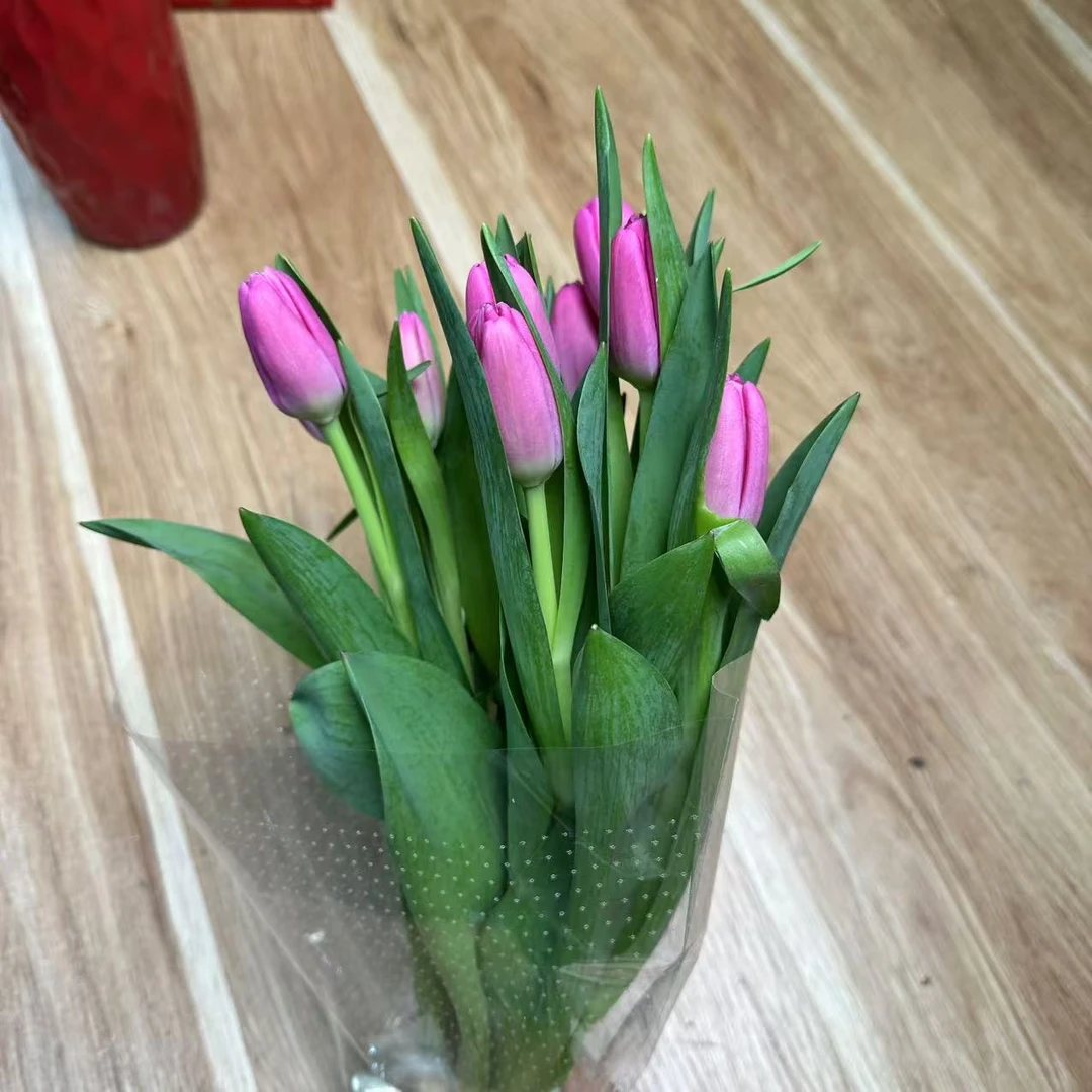 [海盛] 10枝海盛粉冠郁金香 小花苞20cm会长个【两单顺丰或京东】