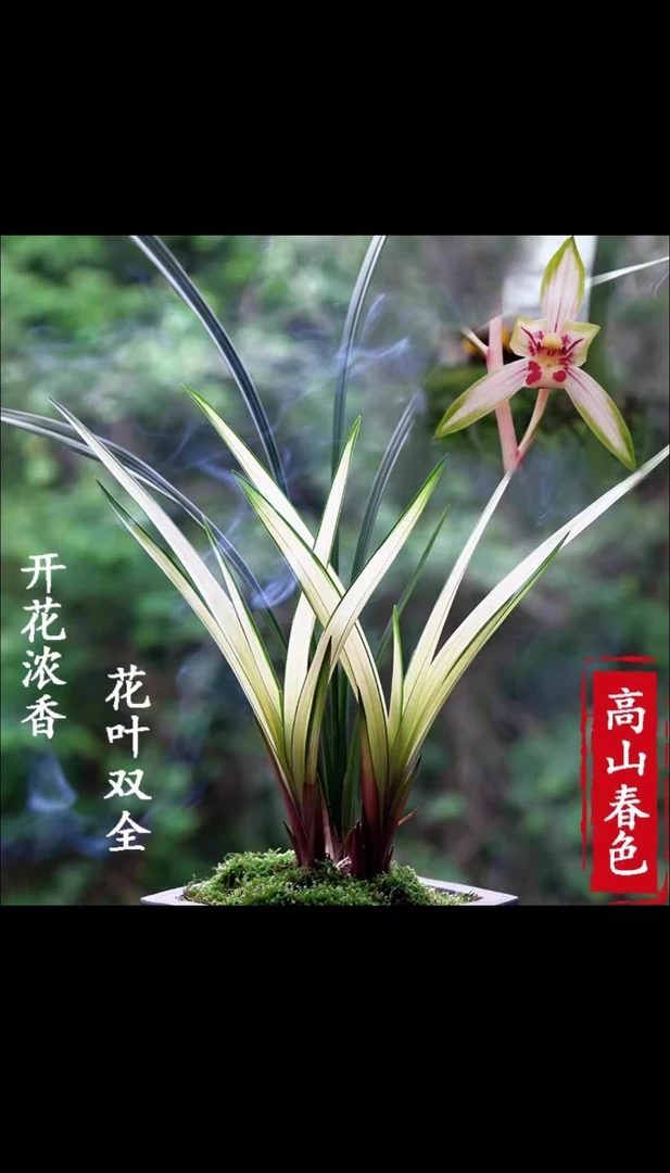 高山春色正版精品建兰浓香型兰花名贵绿植室内办公室花卉叶艺双全