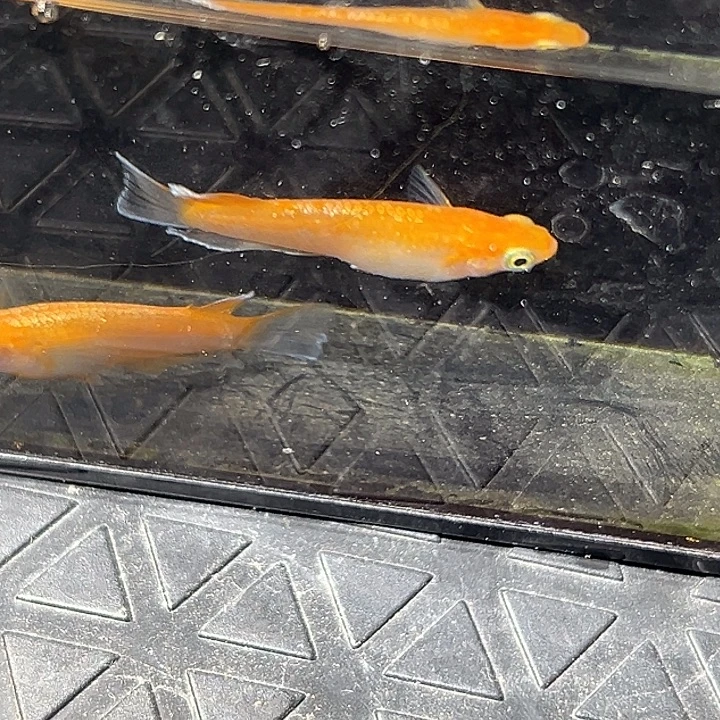 海水鱼林血赤壁一组06