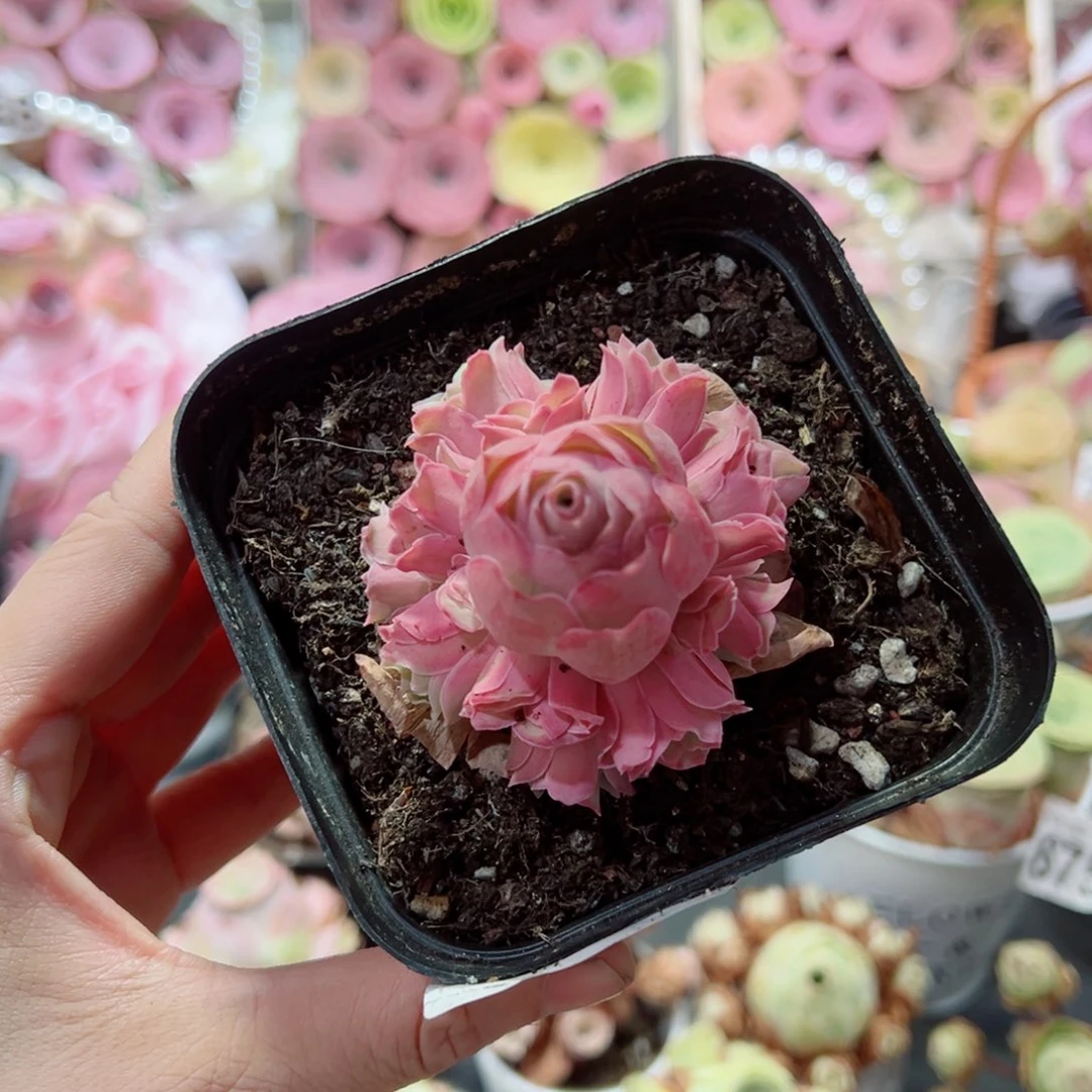 暖***活730拂苏手捧花。    一物一拍