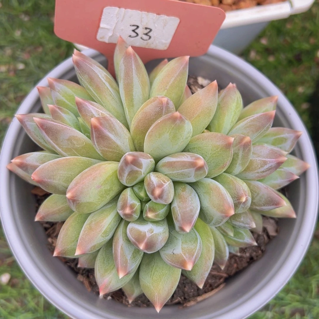 香玉的故事是一个人的故事吗