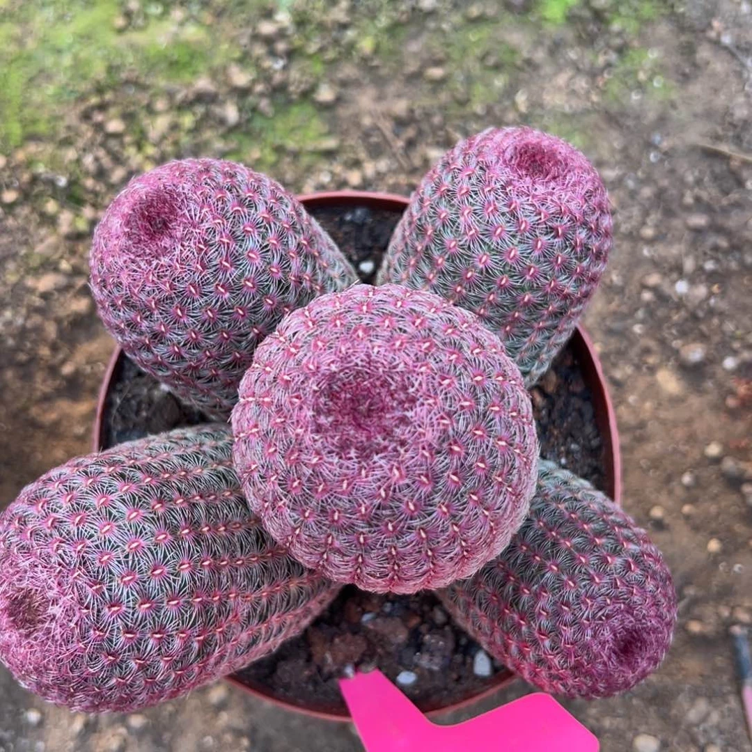 @***6零零落落 零零落落