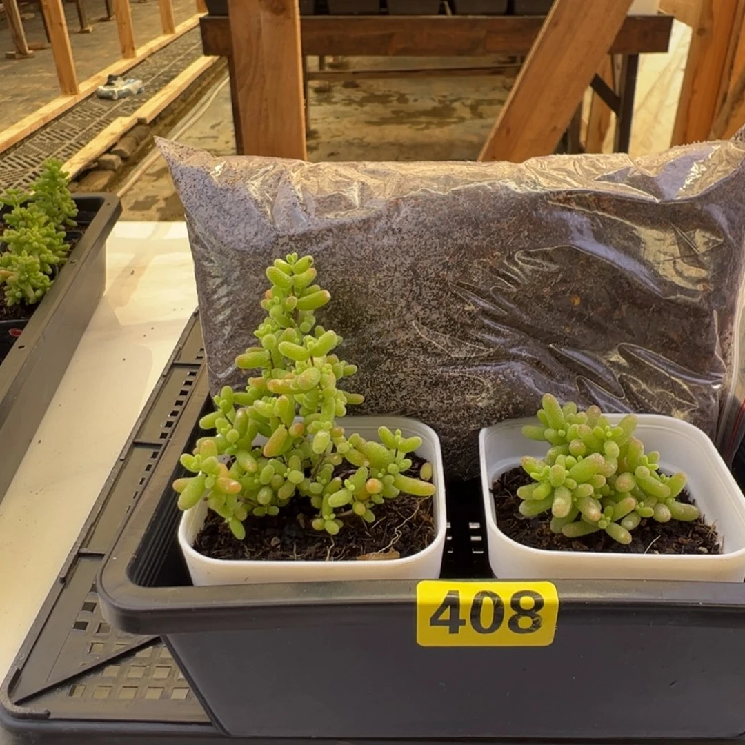 枝干番杏多肉植物408