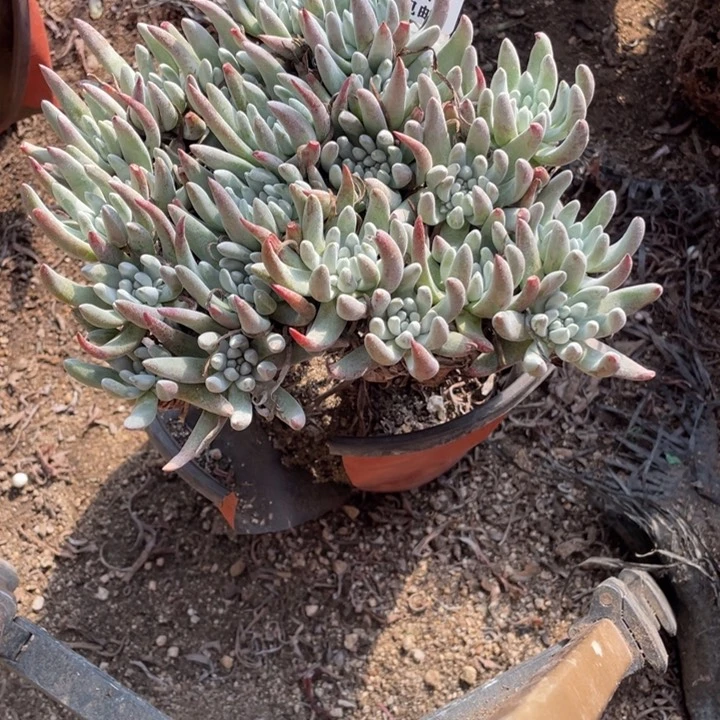 796号雪花多肉植物