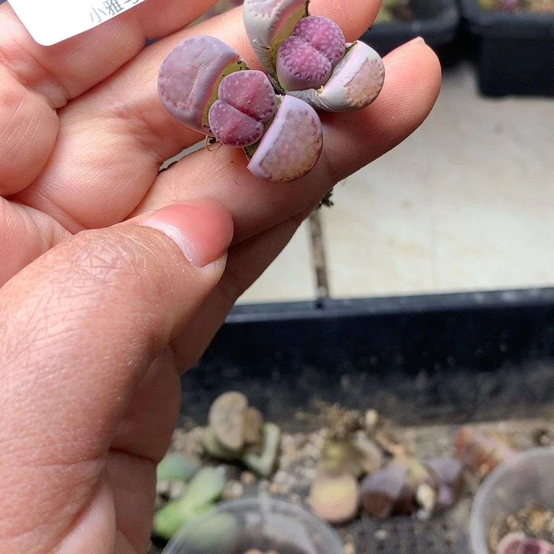 H246多肉植物保护研究所