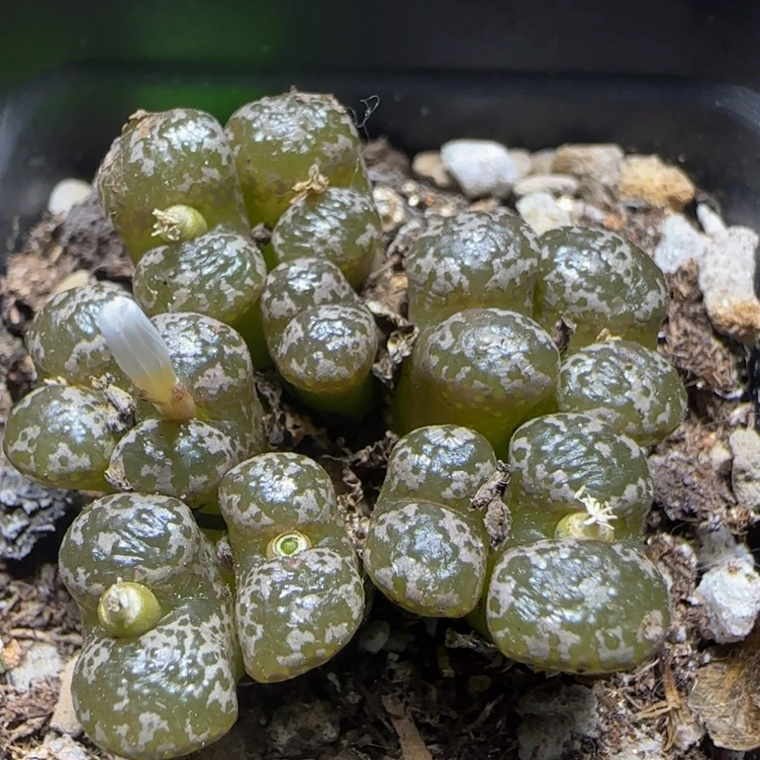 漂漂亮亮多肉植物20