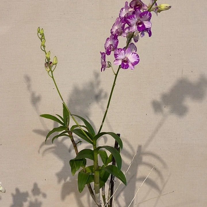 当前无花朵，栽培后可花朵泰国美人820