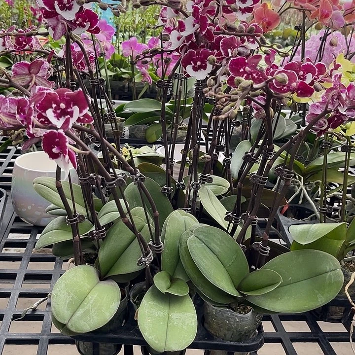 大部分花苞少量开放圣诞老人