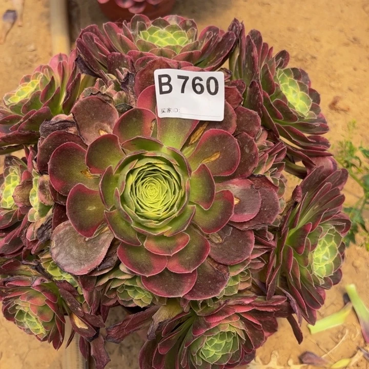 微瑕奶白多肉植物760