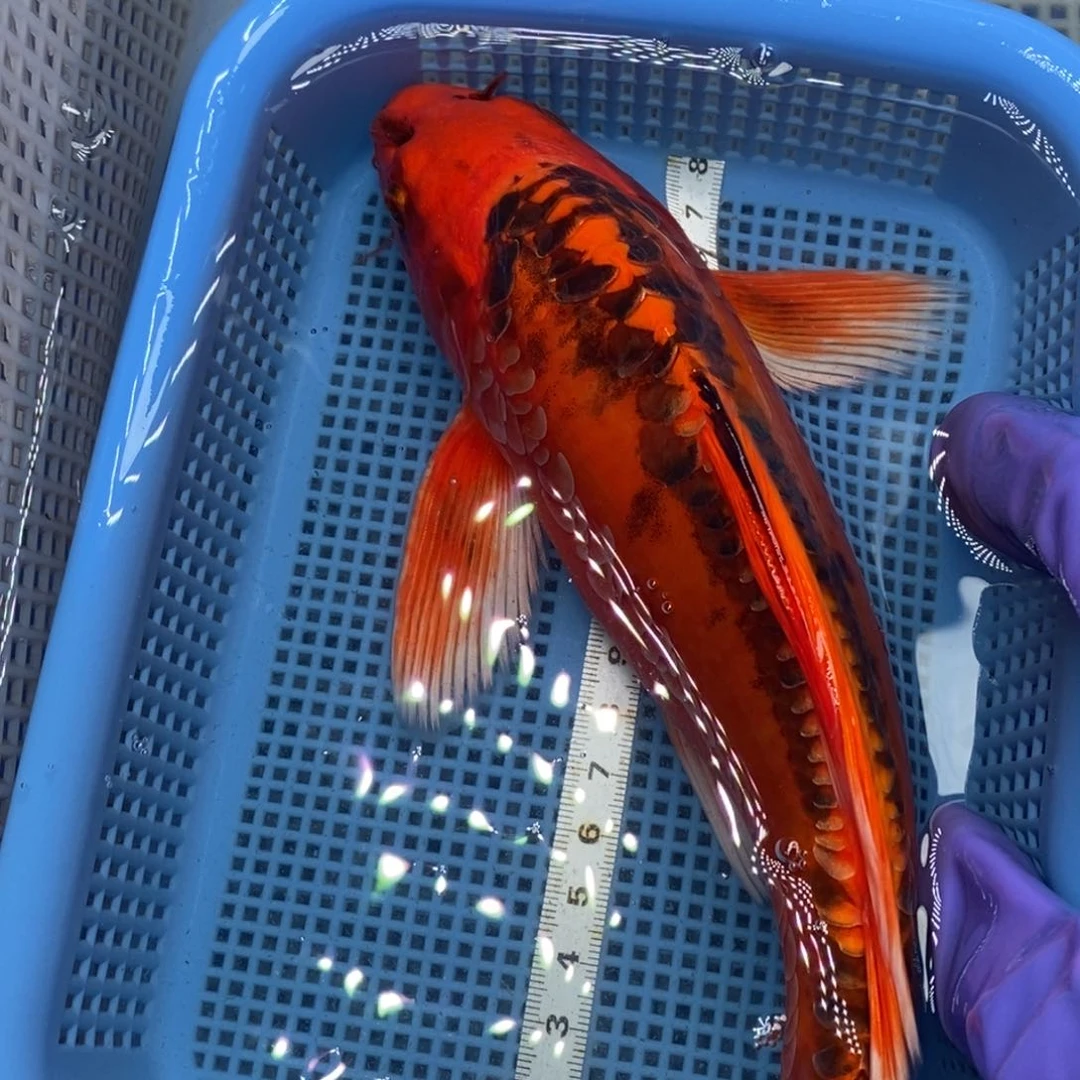 锦鲤冷水锦鲤包邮