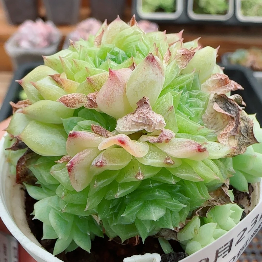 花语逸镜0923-191散