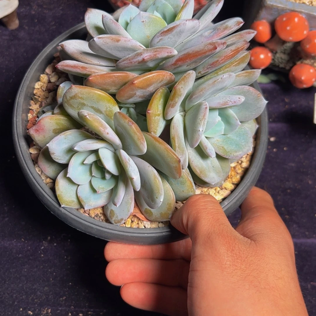 新年快乐新年快乐