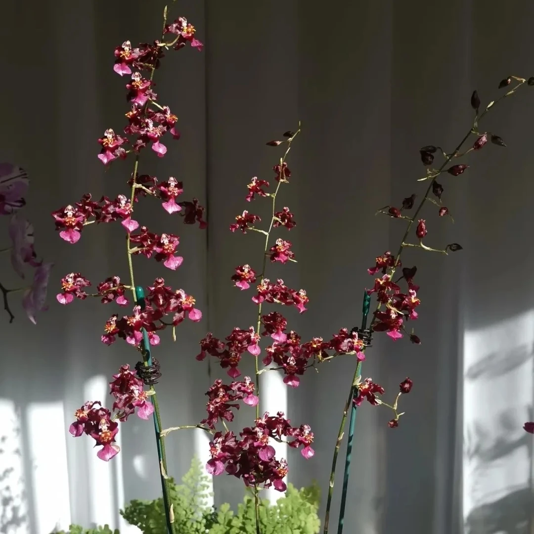 【直播福利泰国香水3支】香水香兰盆栽室内花卉植物带香味云南基地