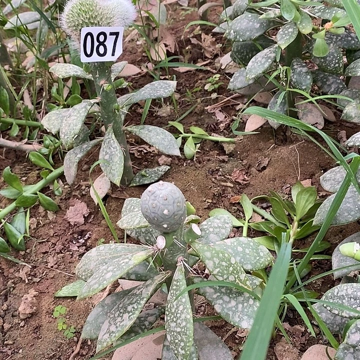 夯***大大青叶嫁接九尾狐缀化087