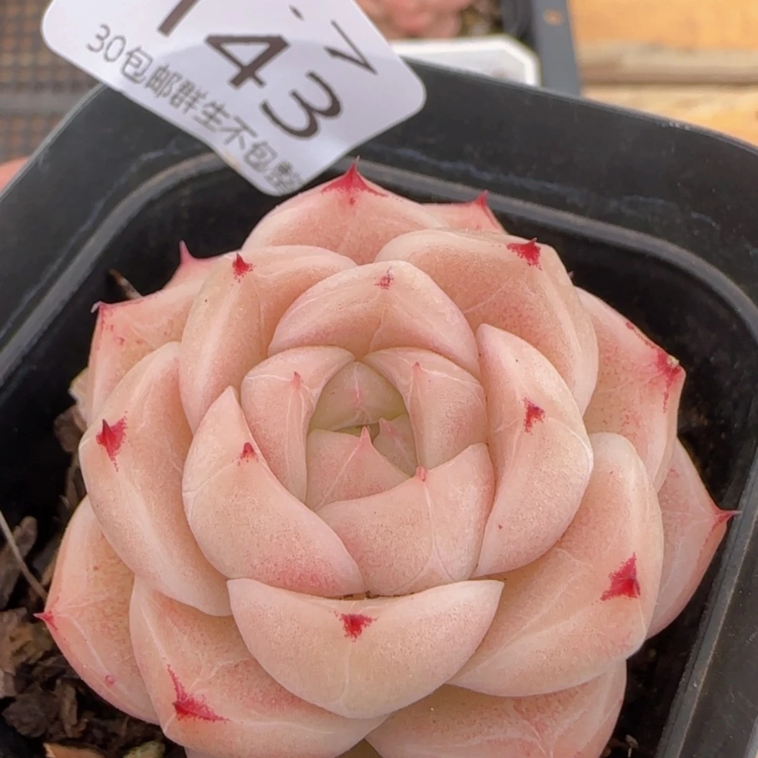 麦秆单头一颗脱土发货