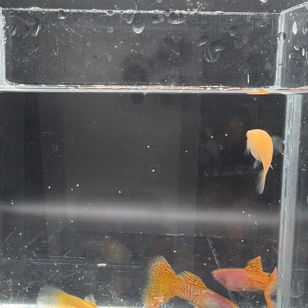 孔雀鱼黄蕾丝白子2对