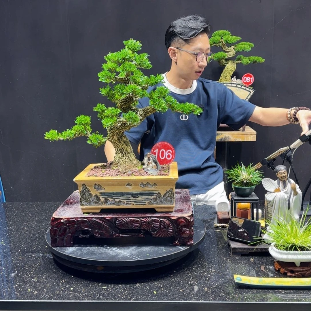 无花朵黄杨室内室外盆景艺术