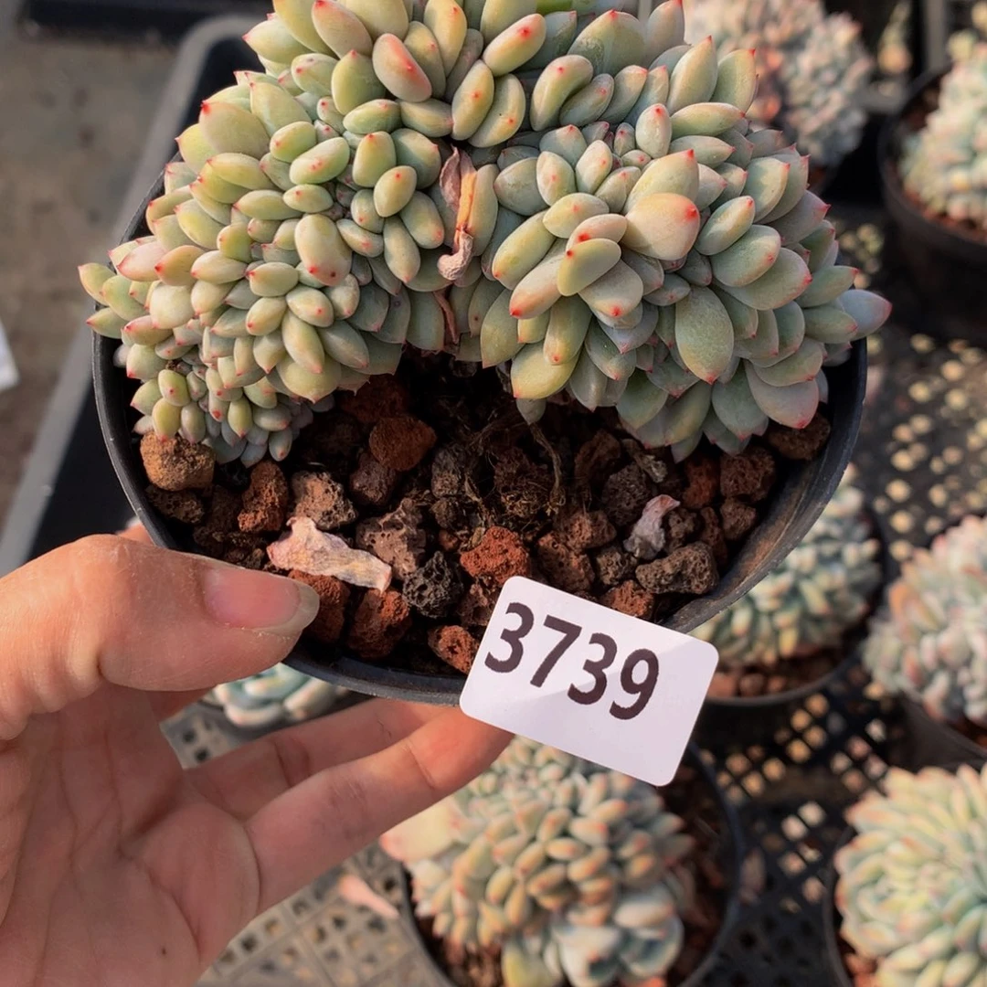 3739缀嗯嗯嗯我也喜欢他呢