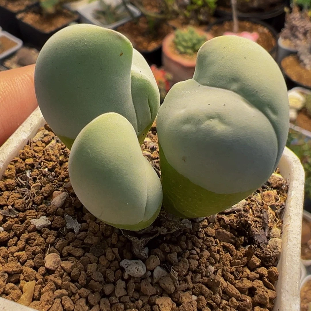 185多肉植物种类多样